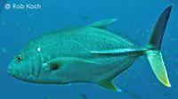 Brassy trevally (Caranx papuensis)