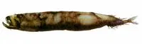 Brauer's dragonfish (Photonectes braueri)