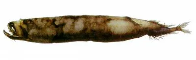 Brauer's dragonfish (Photonectes braueri)