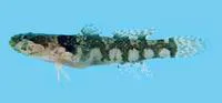 Bravo's bearded goby (Gobiopsis bravoi)