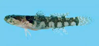 Bravo's bearded goby (Gobiopsis bravoi)