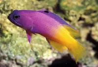 Brazilian basslet (Gramma brasiliensis)