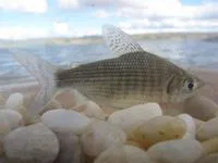 Brazilian bocachico (Prochilodus brevis)