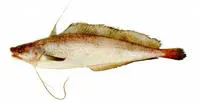 Brazilian codling (Urophycis brasiliensis)
