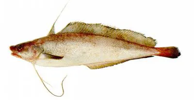 Brazilian codling (Urophycis brasiliensis)