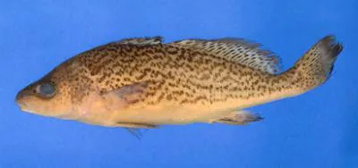 Brazilian croaker (Pachyurus adspersus)