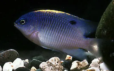 Brazilian damsel (Stegastes fuscus)