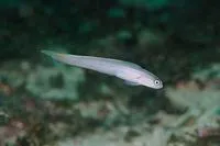 Brazilian dartfish (Ptereleotris randalli)