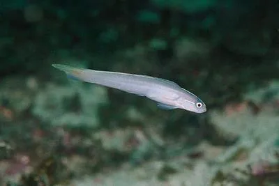 Brazilian dartfish (Ptereleotris randalli)