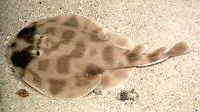 Brazilian electric ray (Narcine brasiliensis)