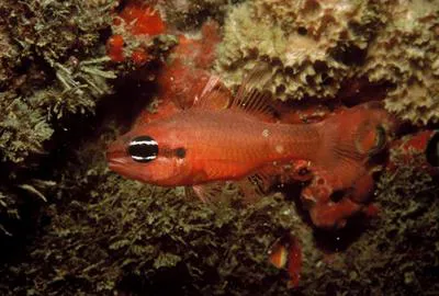 Brazilian flamefish (Apogon americanus)