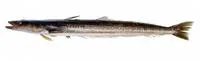 Brazilian flathead (Percophis brasiliensis)