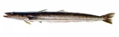 Brazilian flathead (Percophis brasiliensis)
