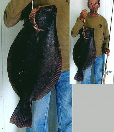 Brazilian flounder (Paralichthys brasiliensis)