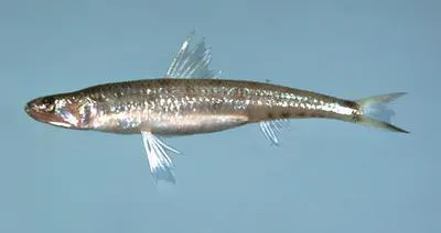 Brazilian lizardfish (Saurida brasiliensis)