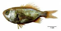 Brazilian luminous roughy (Aulotrachichthys atlanticus)