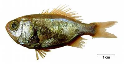 Brazilian luminous roughy (Aulotrachichthys atlanticus)