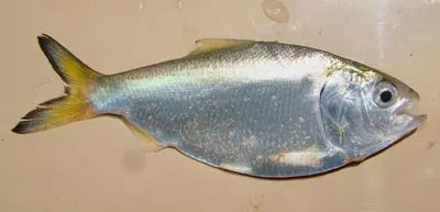 Brazilian menhaden (Brevoortia aurea)