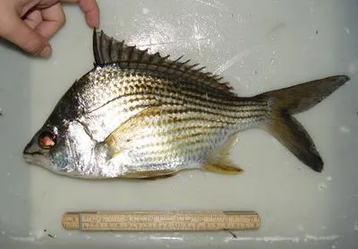 Brazilian mojarra (Eugerres brasilianus)