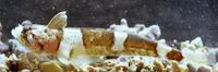 Brazilian sand stargazer (Platygillellus brasiliensis)