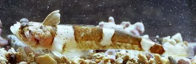 Brazilian sand stargazer (Platygillellus brasiliensis)