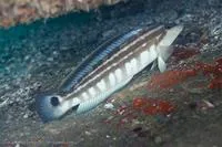 Brazilian sandperch (Pinguipes brasilianus)