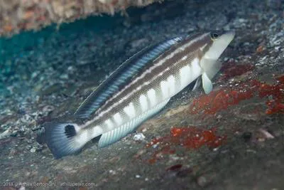 Brazilian sandperch (Pinguipes brasilianus)