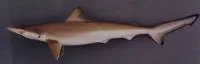 Brazilian sharpnose shark (Rhizoprionodon lalandii)