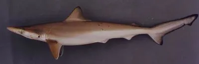 Brazilian sharpnose shark (Rhizoprionodon lalandii)
