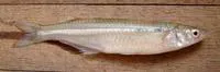 Brazilian silversides (Atherinella brasiliensis)