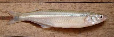 Brazilian silversides (Atherinella brasiliensis)