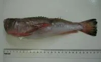 Brazilian stargazer (Astroscopus sexspinosus)