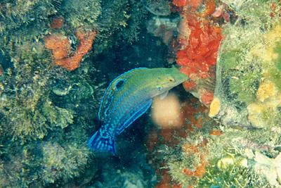 Brazilian wrasse (Halichoeres brasiliensis)