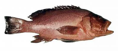 Breaksea cod (Epinephelides armatus)
