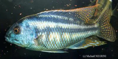 Bream (Chilotilapia rhoadesii)