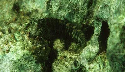 Breast-spot blenny (Salarias guttatus)
