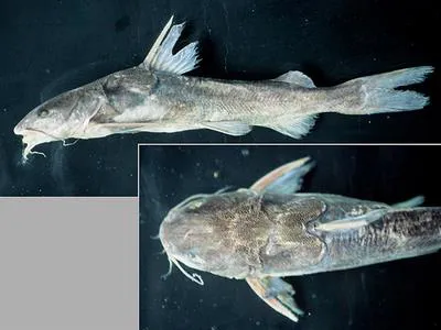 Bressou sea catfish (Aspistor quadriscutis)