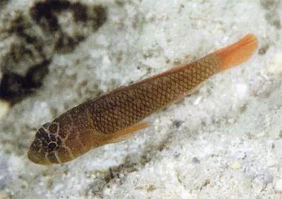 Brick goby (Priolepis inhaca)