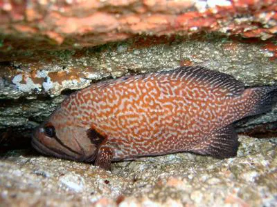 Brick seabass (Acanthistius pictus)