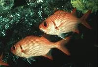 Brick soldierfish (Myripristis amaena)