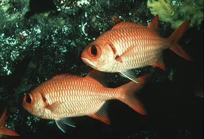 Brick soldierfish (Myripristis amaena)