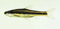 Bridle shiner (Notropis bifrenatus)