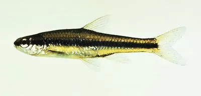 Bridle shiner (Notropis bifrenatus)