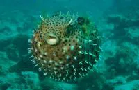 Bridled burrfish (Chilomycterus antennatus)