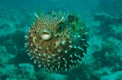 Bridled burrfish (Chilomycterus antennatus)