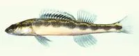 Bridled darter (Percina kusha)