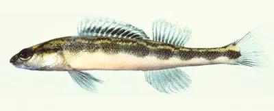 Bridled darter (Percina kusha)