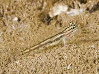 Bridled goby (Coryphopterus glaucofraenum)