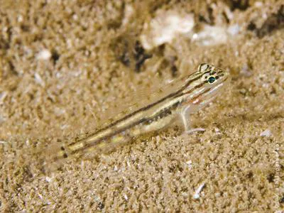 Bridled goby (Coryphopterus glaucofraenum)
