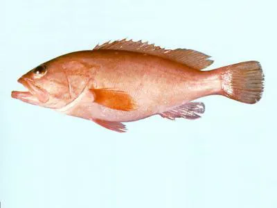 Bridled grouper (Epinephelus heniochus)